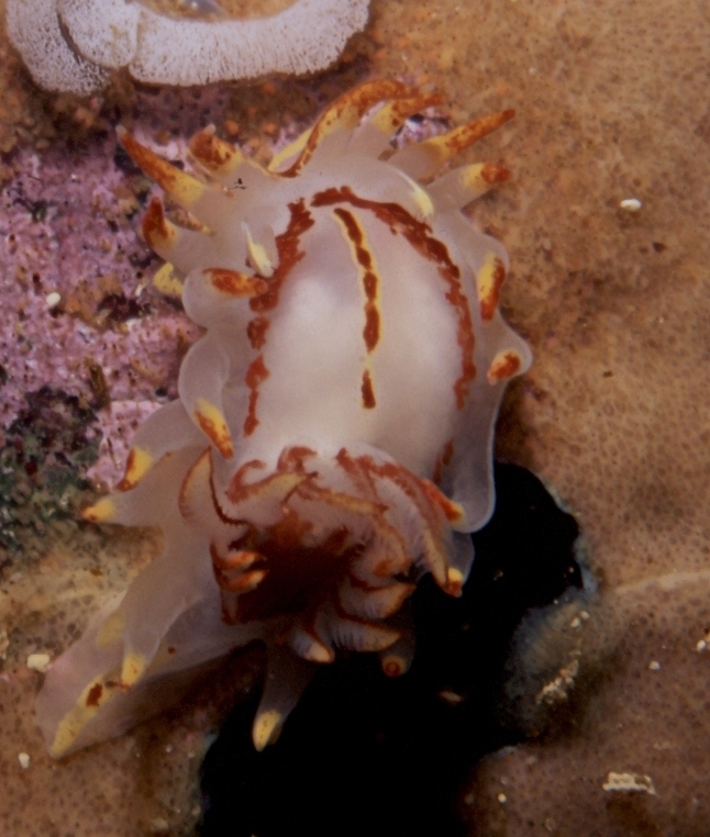 Nudibranch