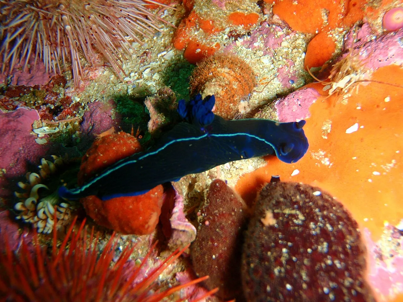 Nudibranch