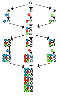 Divergent synthesis