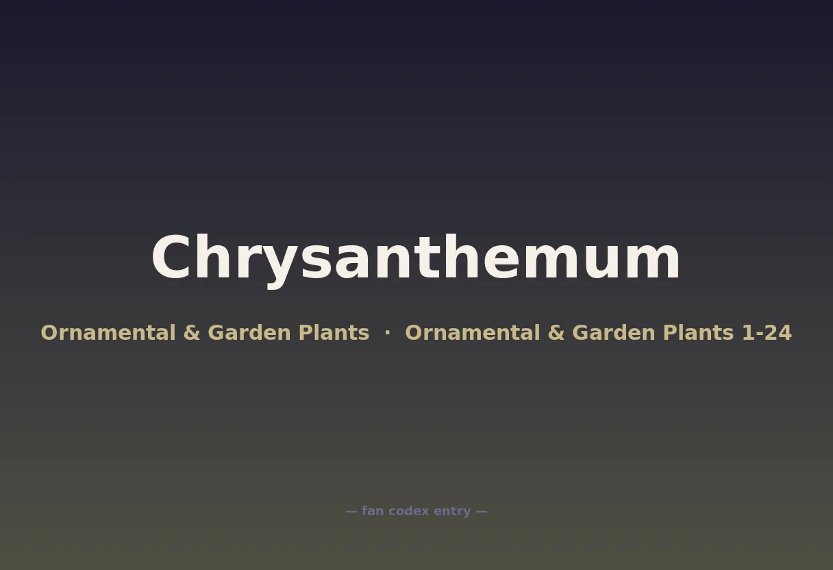 Chrysanthemum