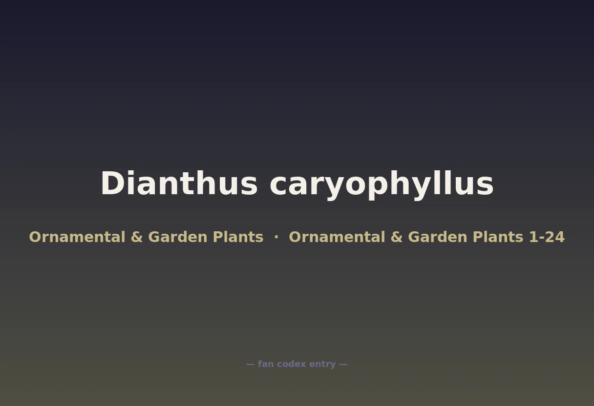 Dianthus caryophyllus