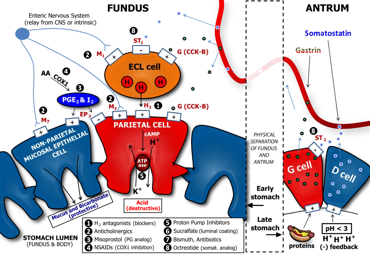 Acidic Secretion