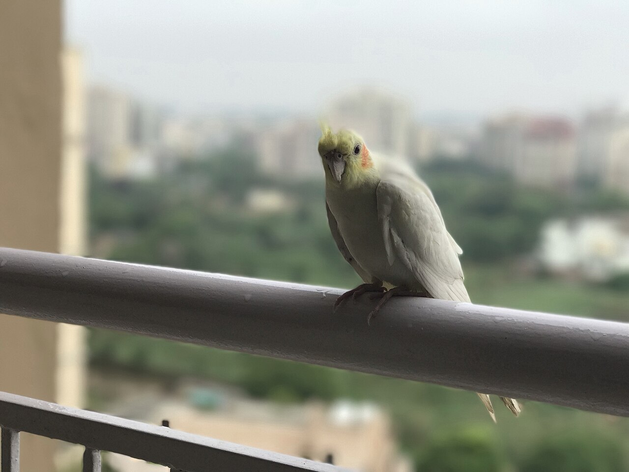 Cockatiel