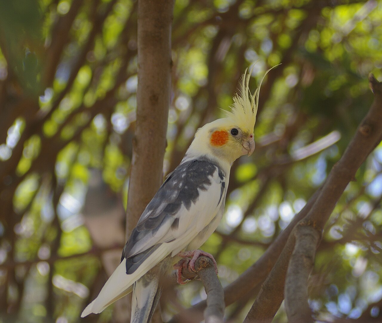 Cockatiel