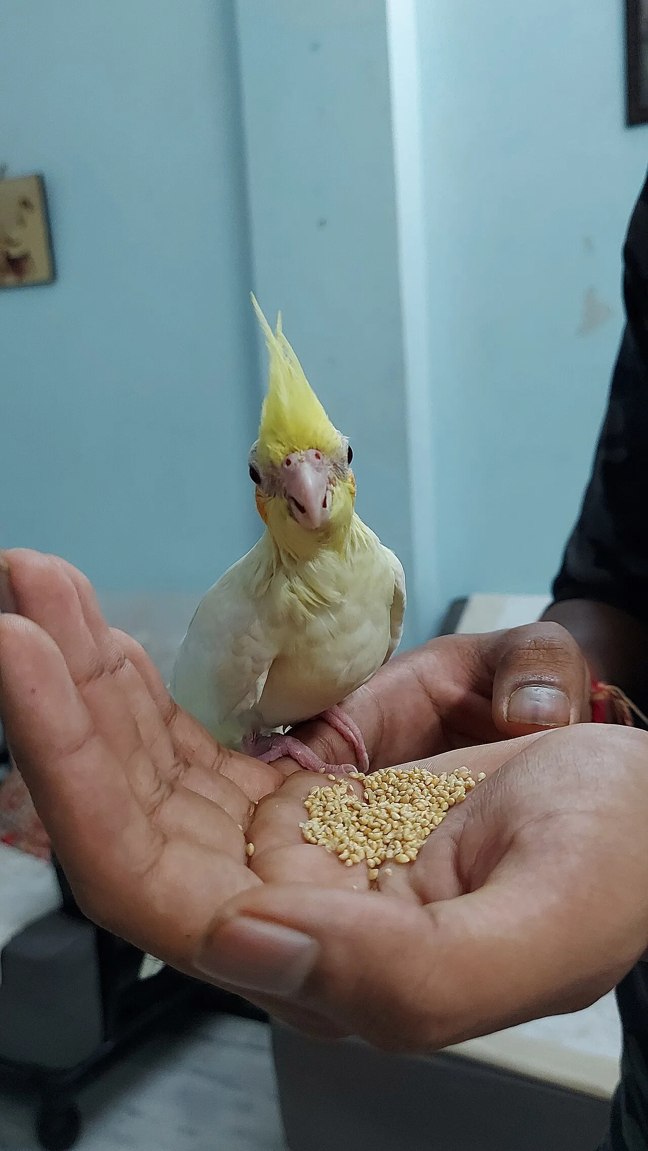 Cockatiel