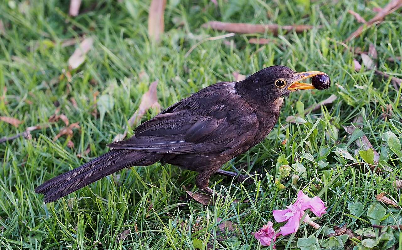 Common blackbird
