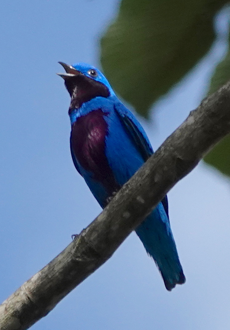 Cotinga