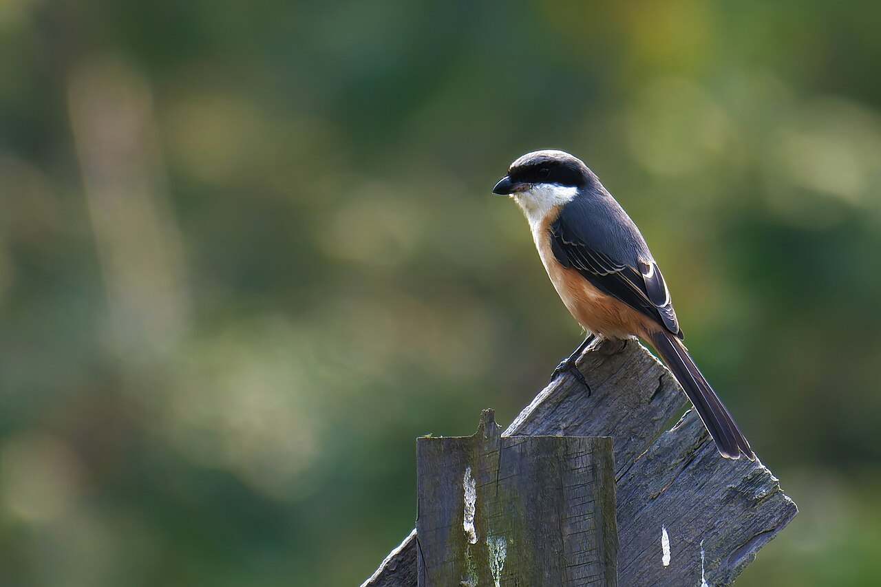Piping shrike