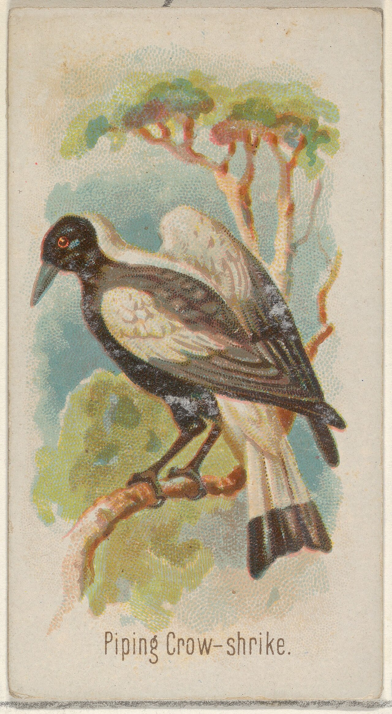 Piping shrike