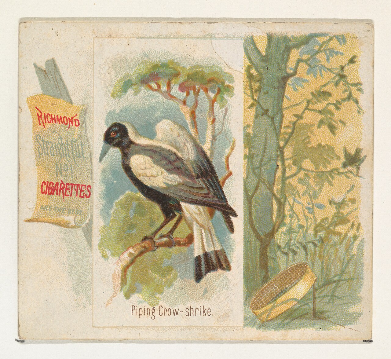 Piping shrike