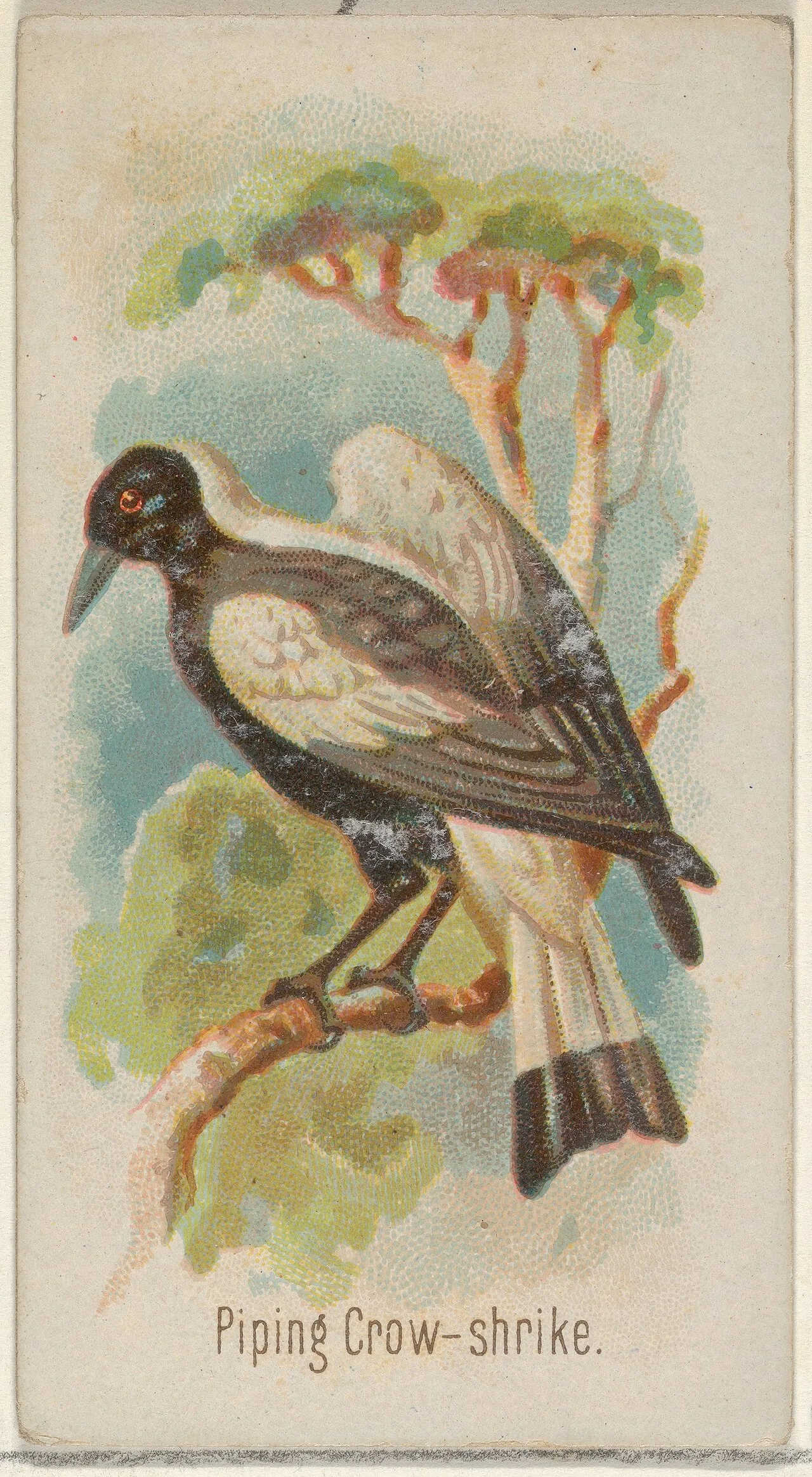 Piping shrike