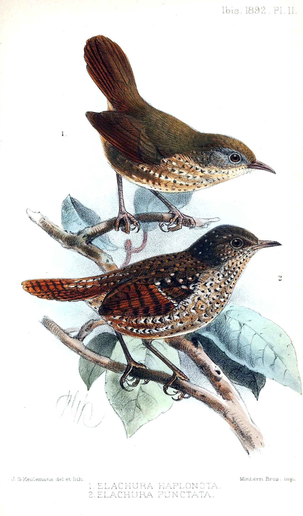 Spotted elachura