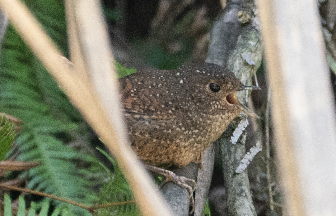 Spotted elachura