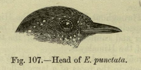 Spotted elachura