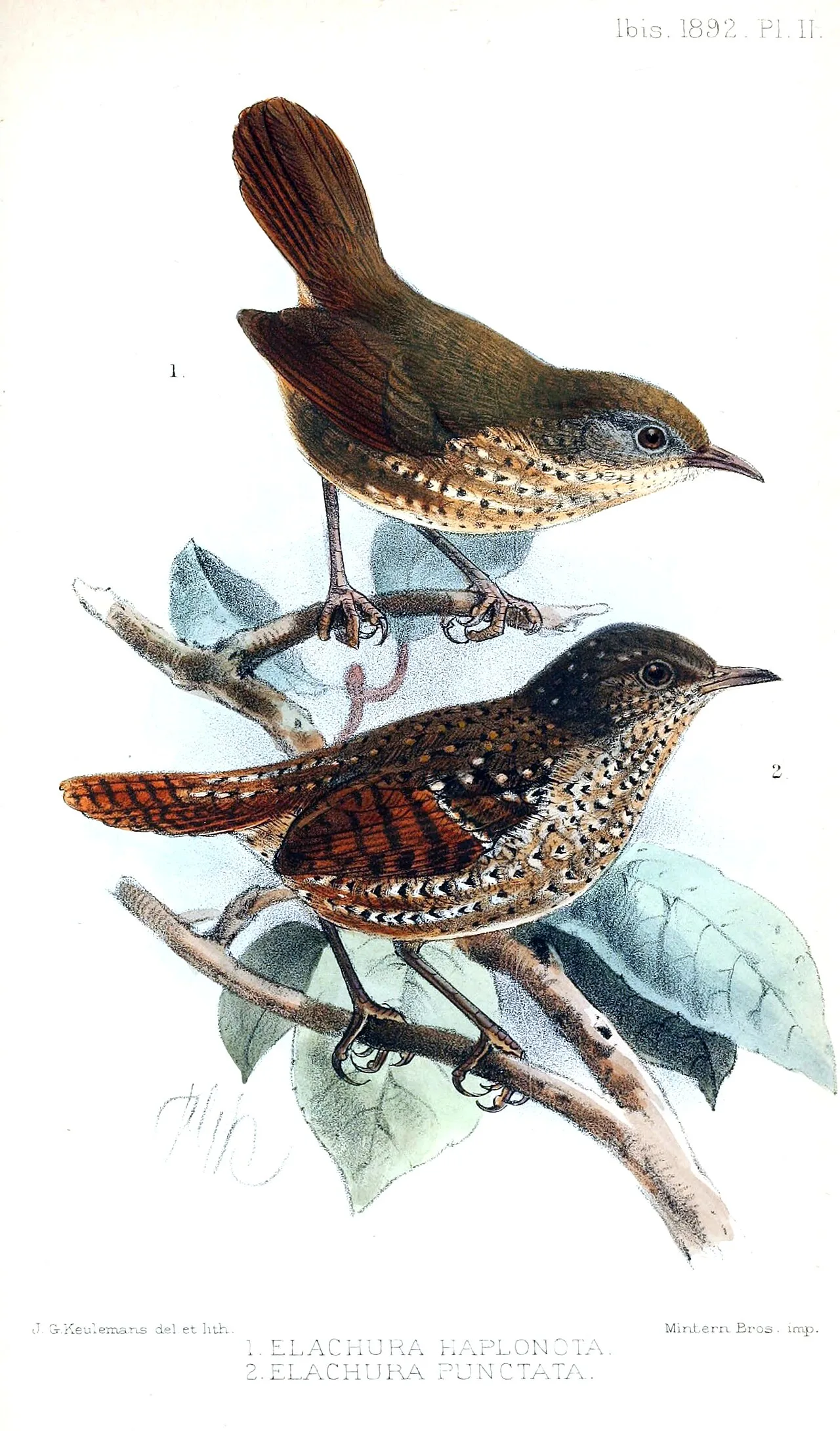 Spotted elachura