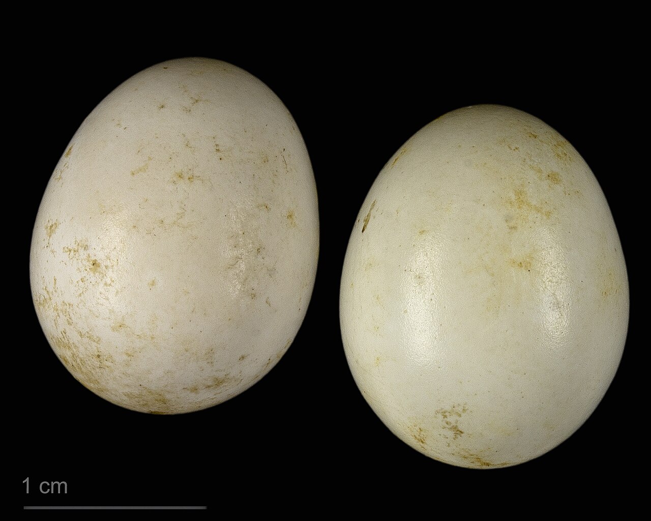 Tichodroma muraria
