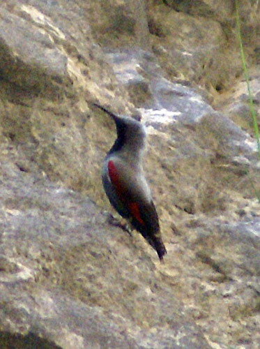 Tichodroma muraria