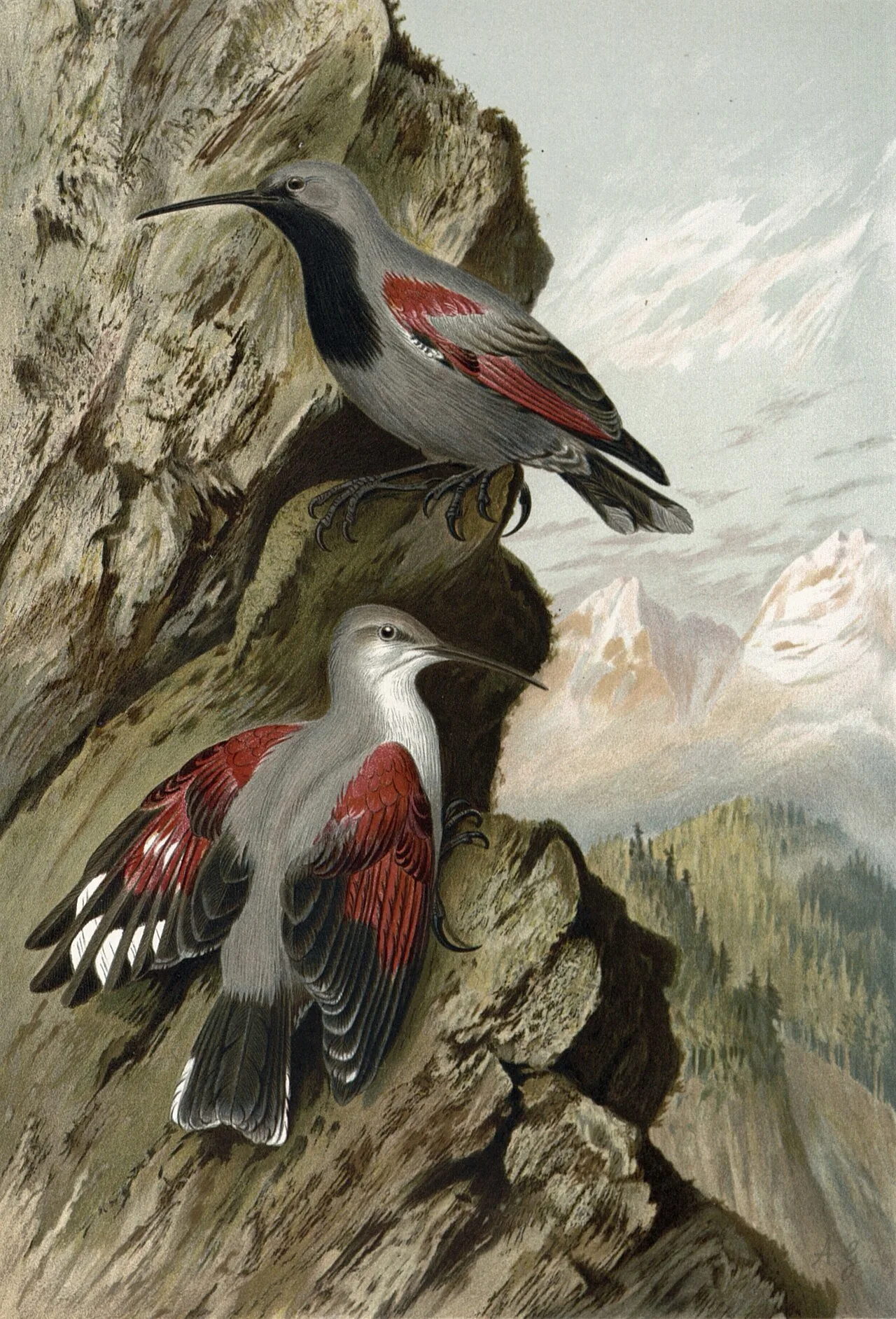 Tichodroma muraria