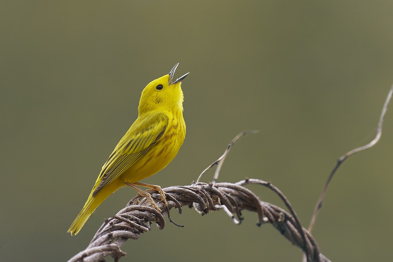 Warbler