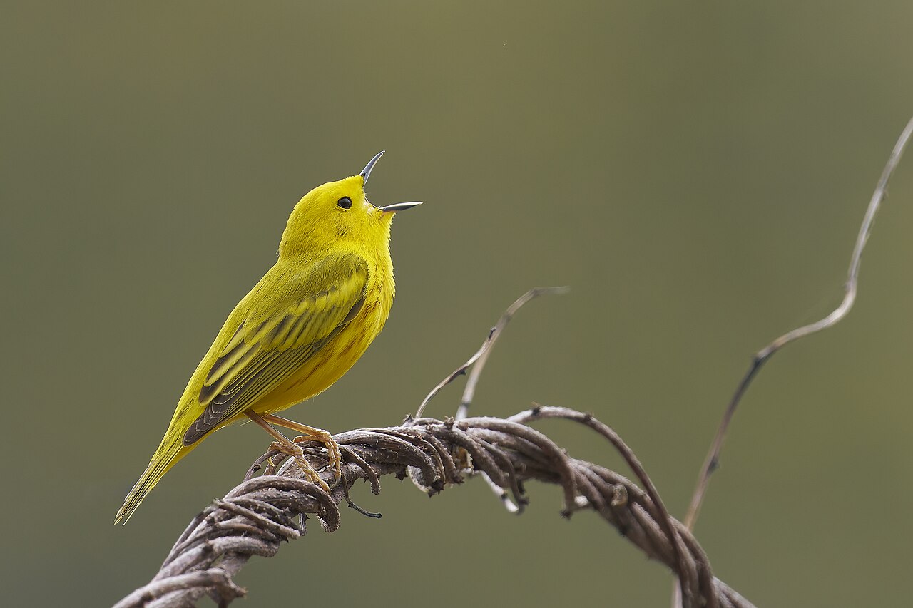 Warbler