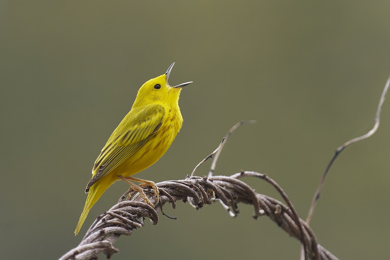 Warbler