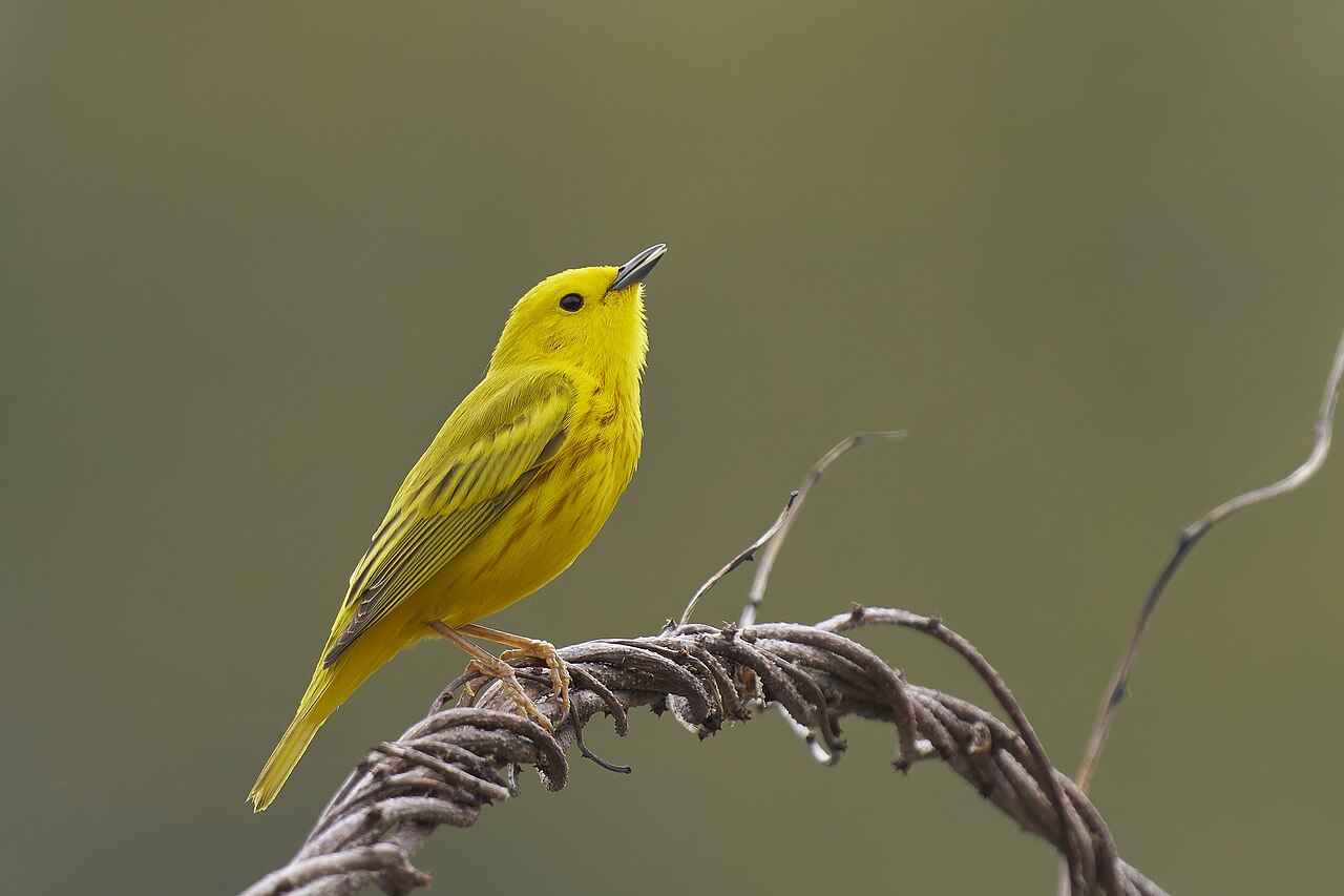 Warbler