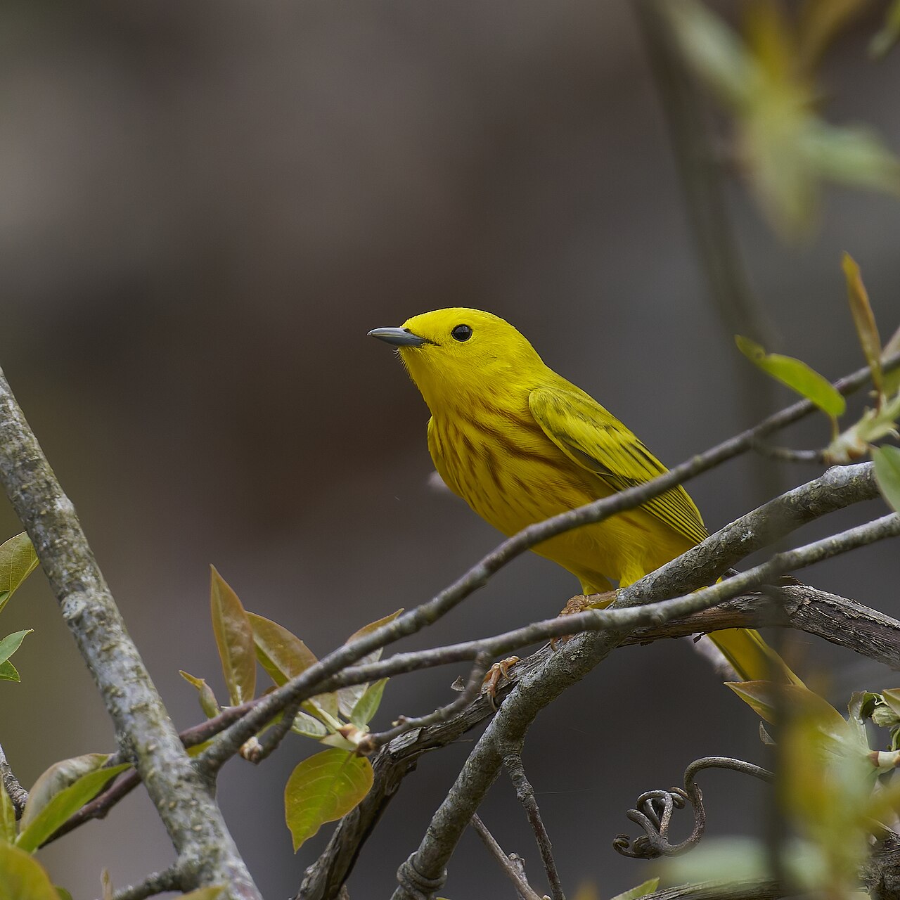 Warbler