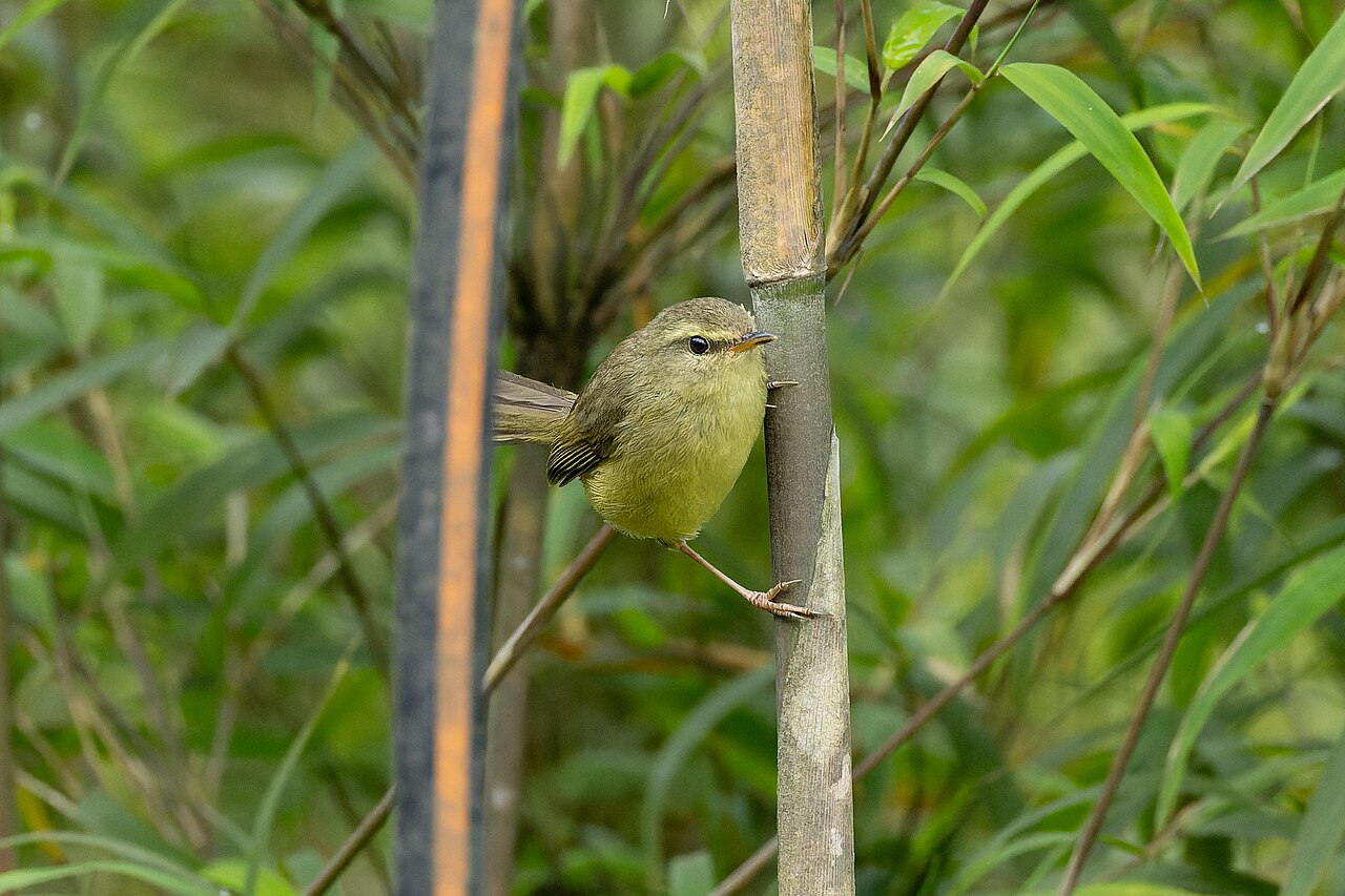 Warbler