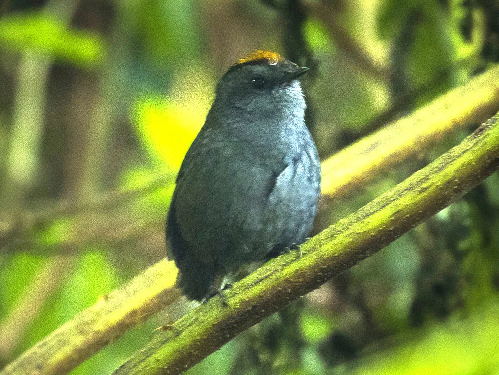 Wrenthrush