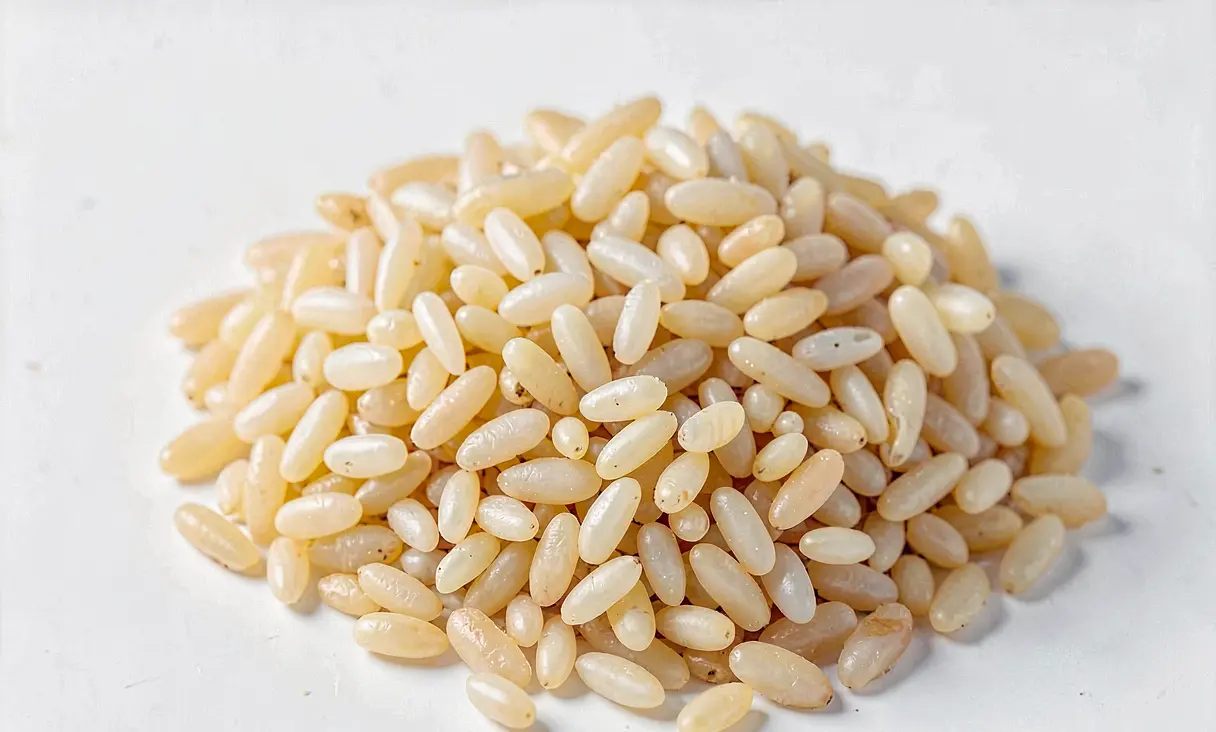Orzo