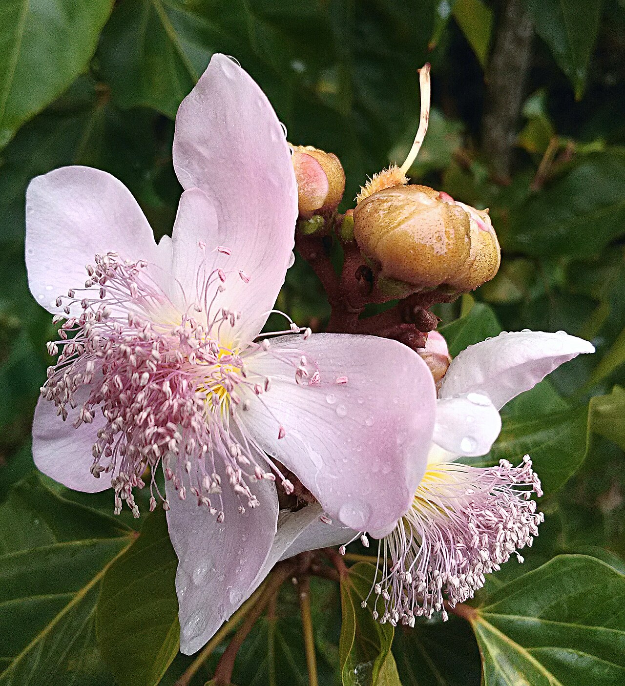 Tommy Flowers