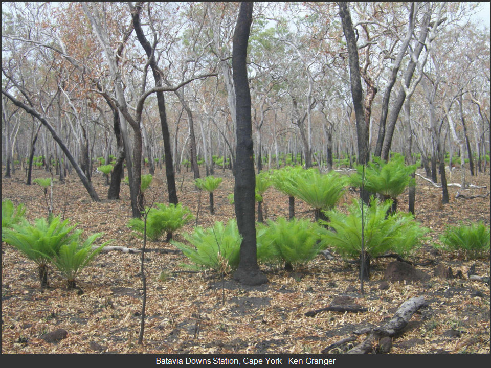 Cape York Peninsula
