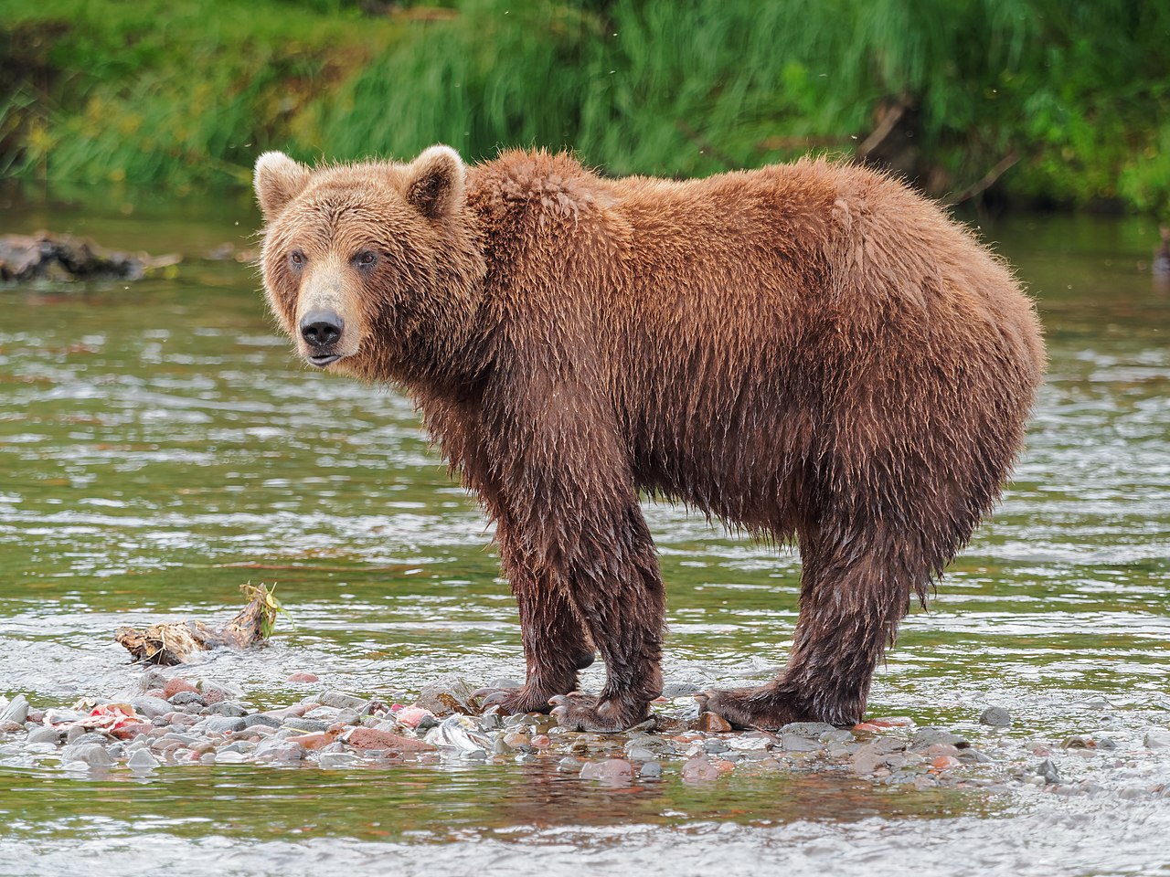 Kamchatka Peninsula