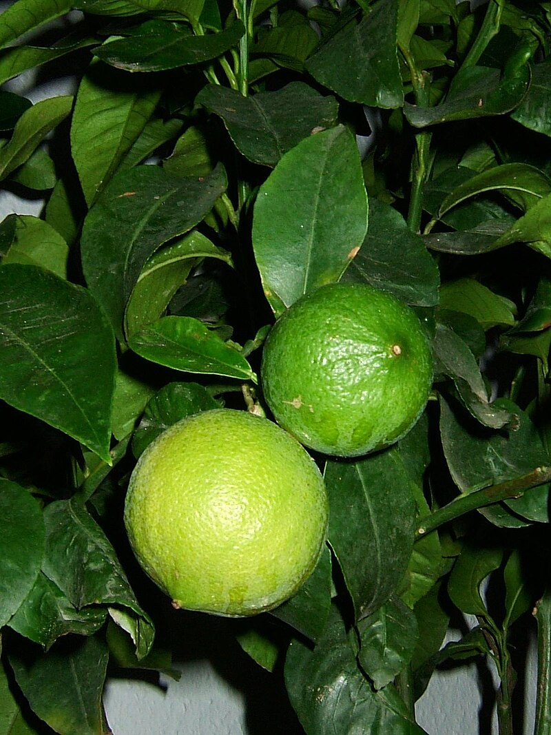 Bergamot orange