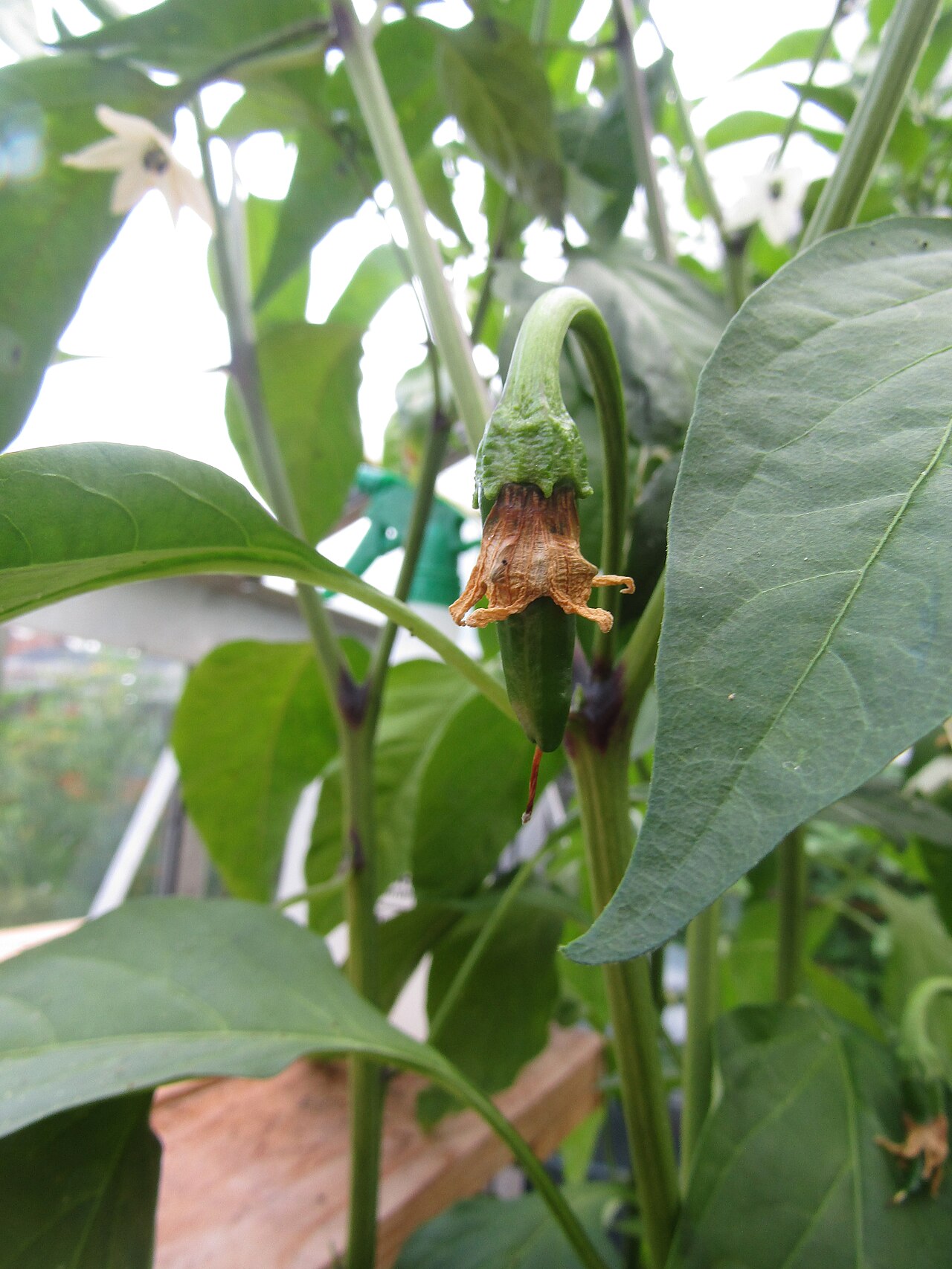 Cayenne pepper