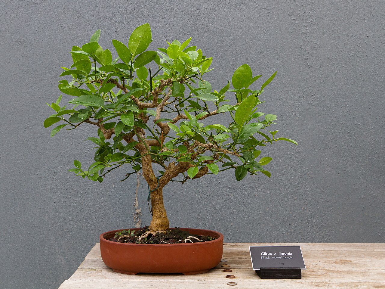 Citrus