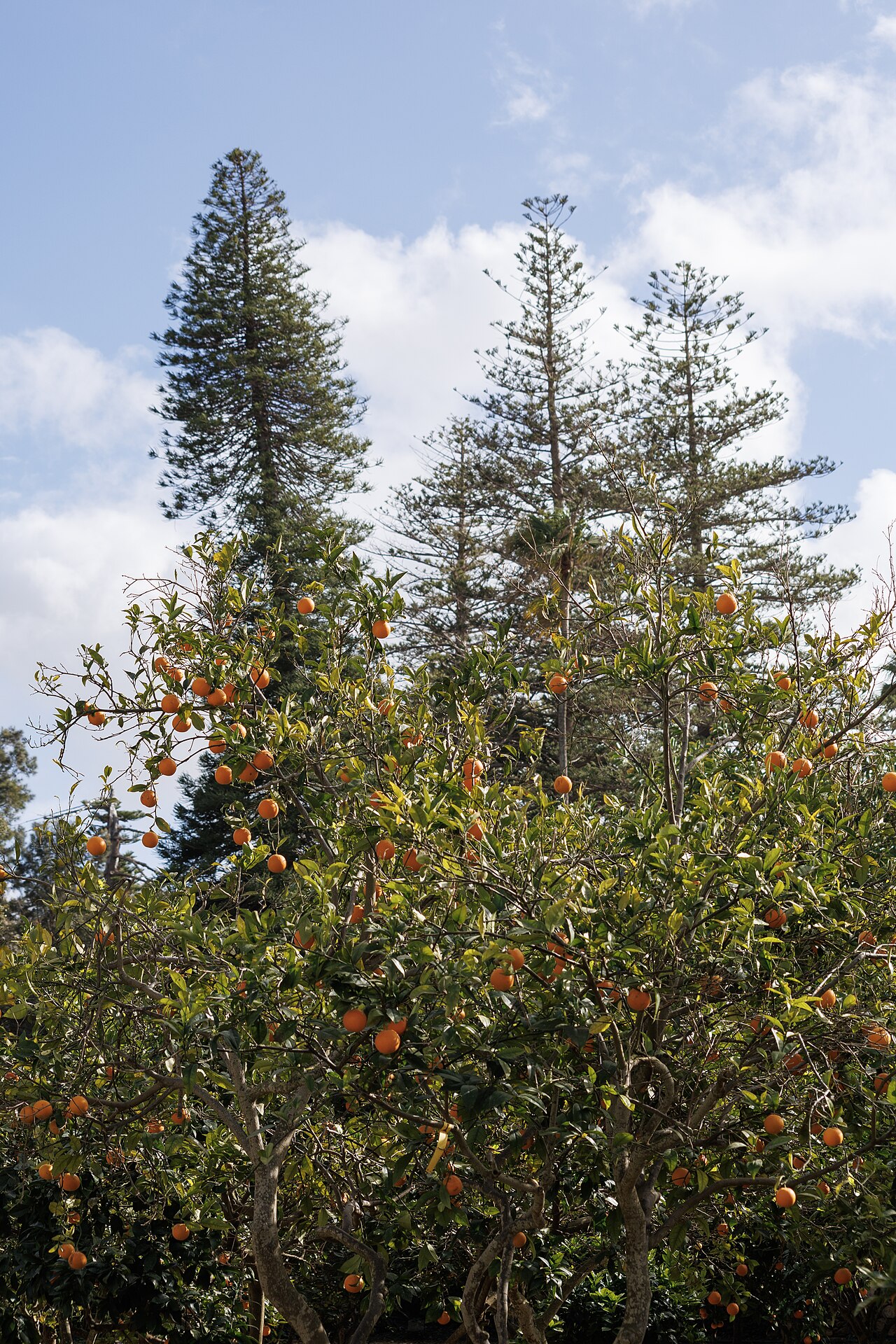 Citrus