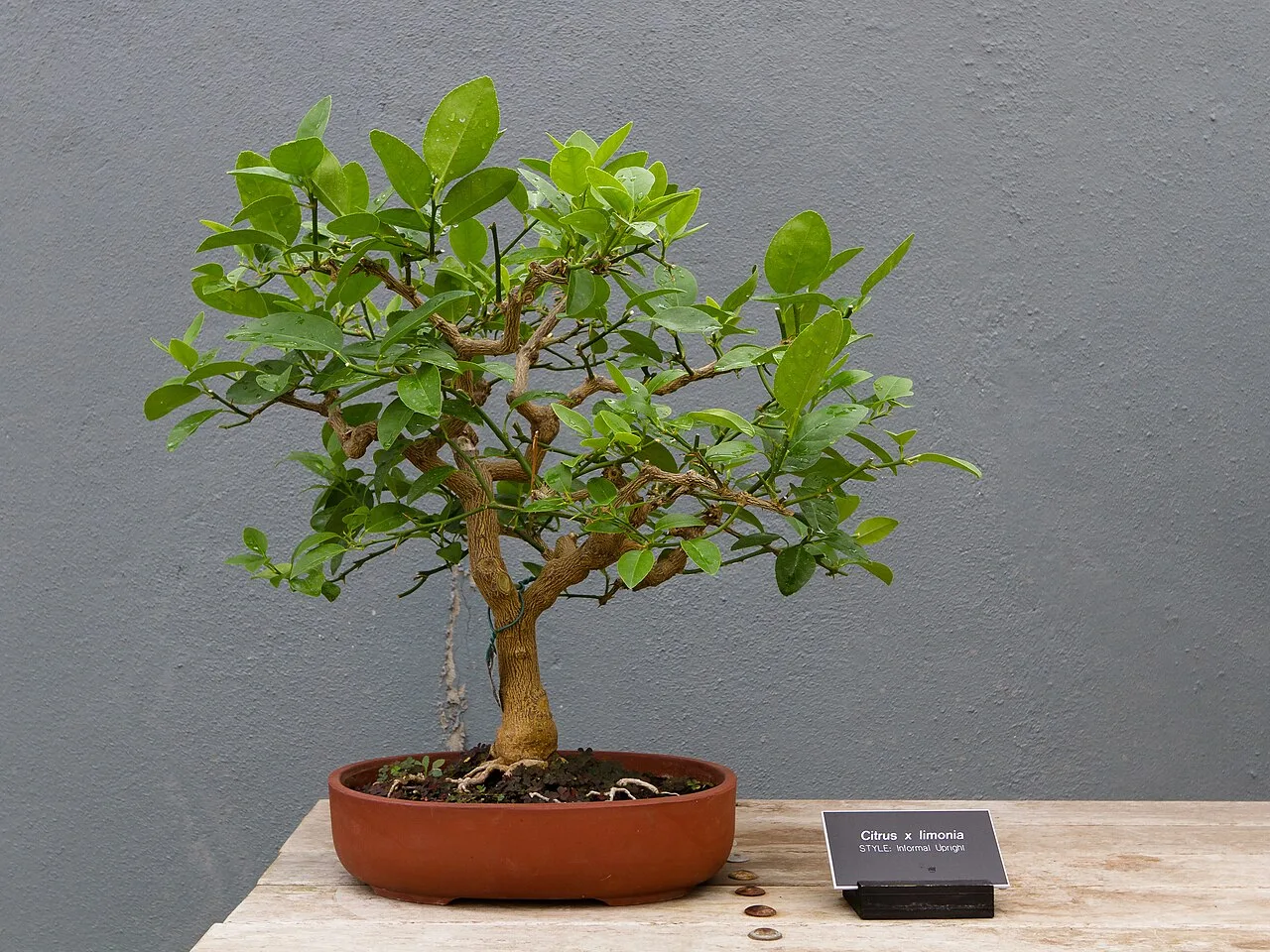 Citrus