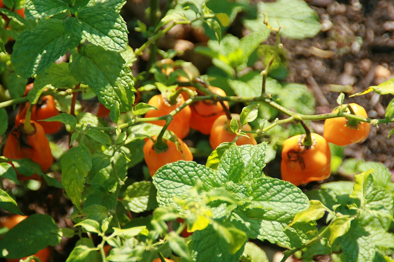Habanero