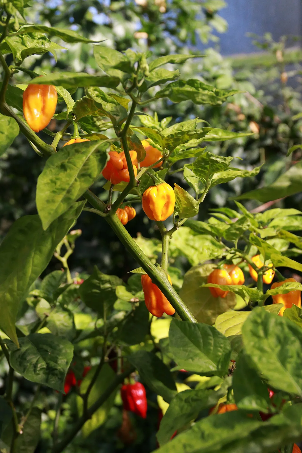 Habanero