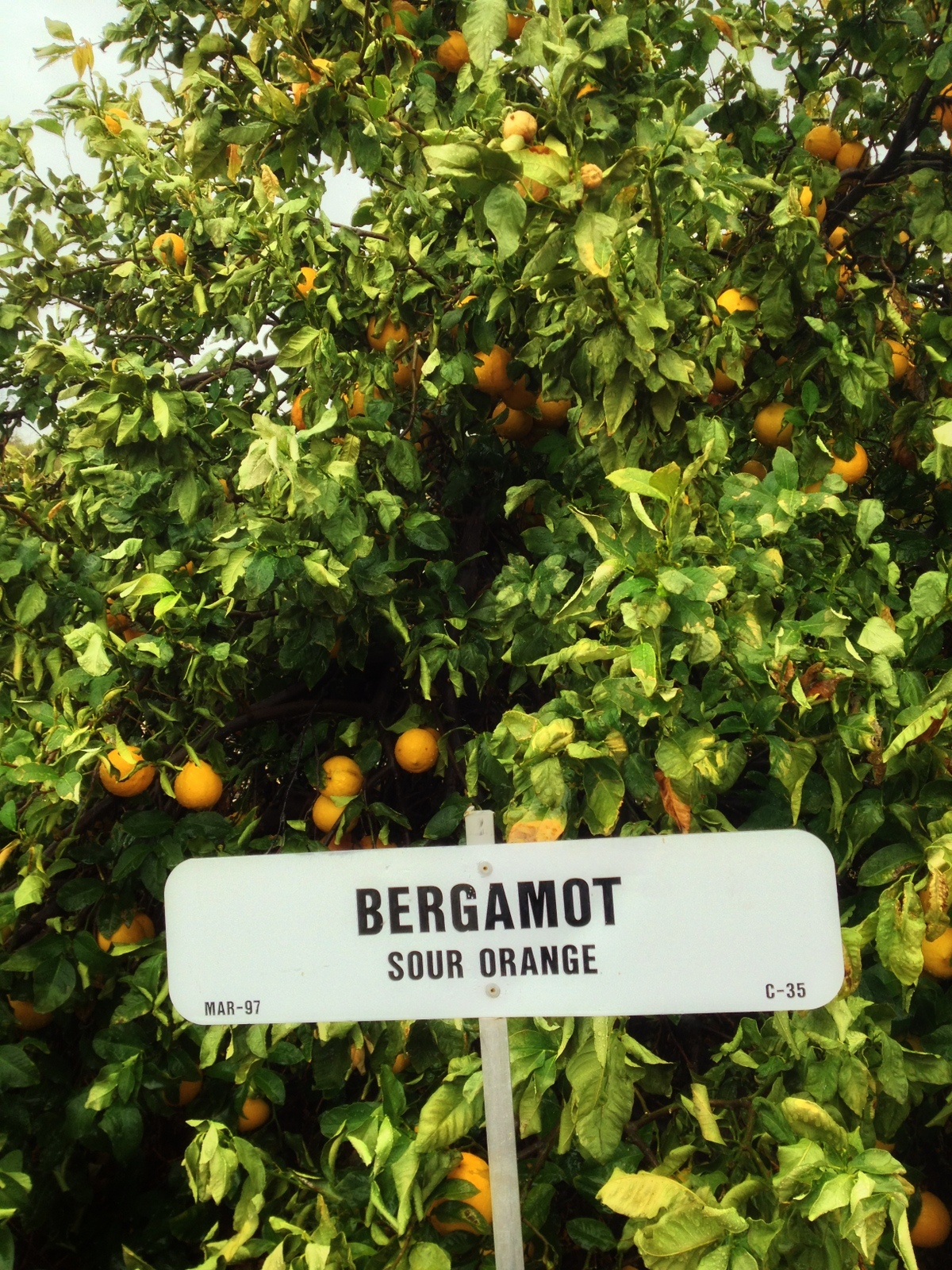 Bergamot - Sour Orange (Tree) - Waddell, Maricopa County, Arizona, USA - January 2013