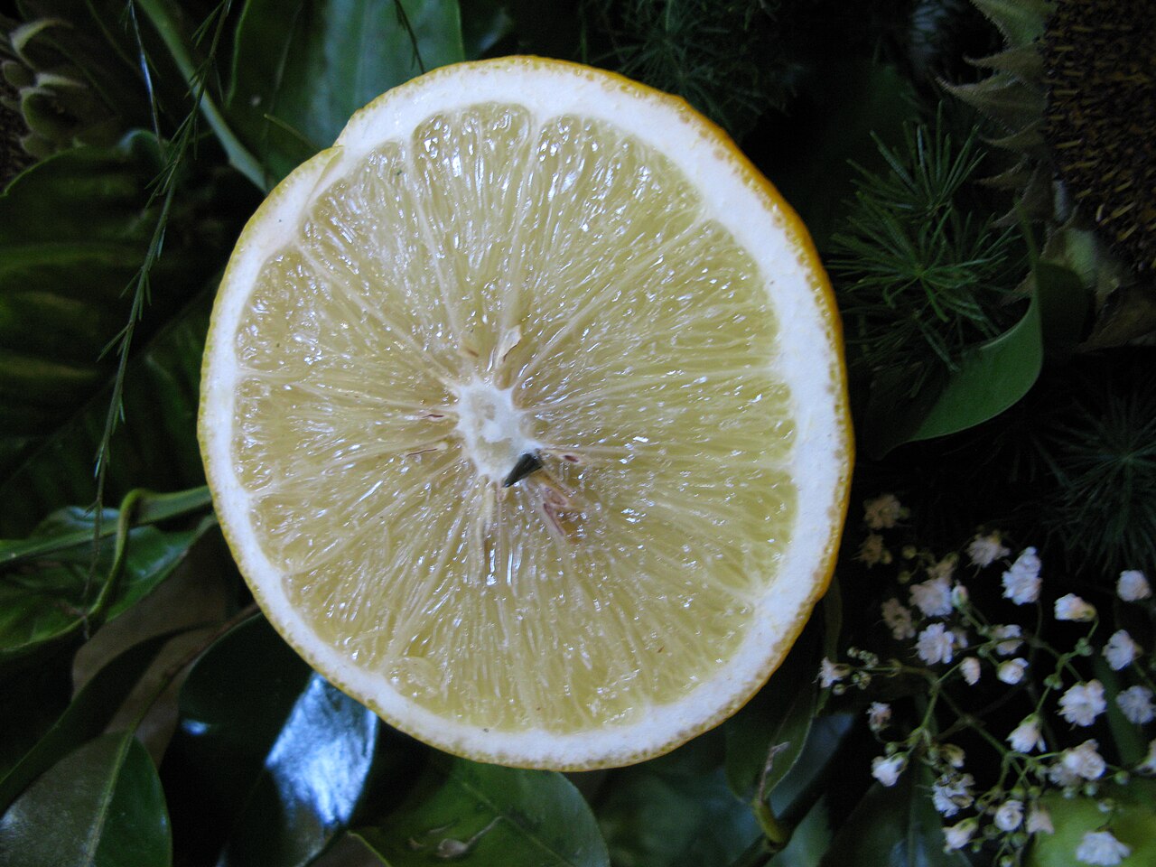 Bergamot orange - Cross section