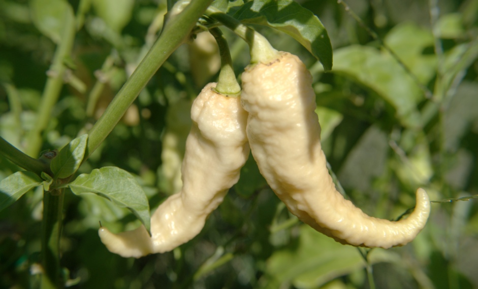 Peach Bhut Jolokia Ghost Pepper