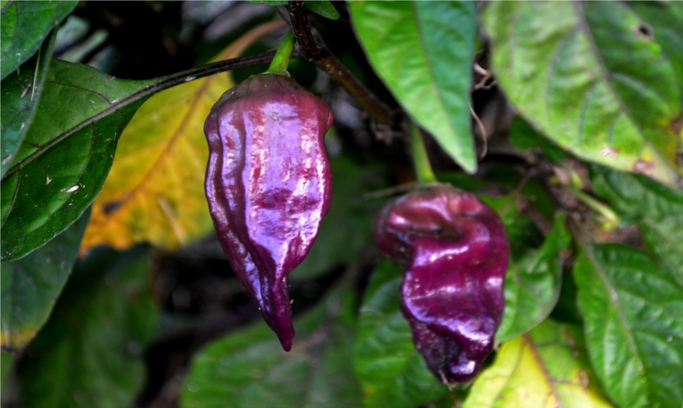Purple Bhut Jolokia Ghost Pepper