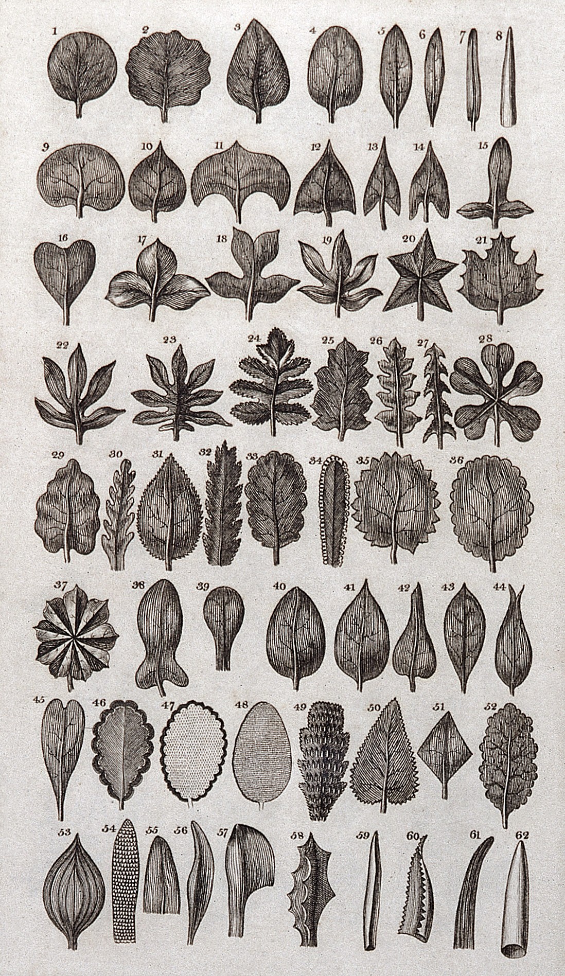 The System of Nature