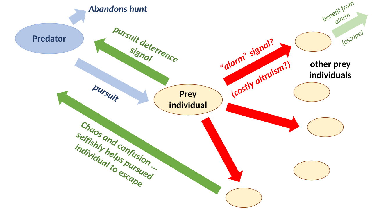 Group selection and selfish explanations of alarm signals