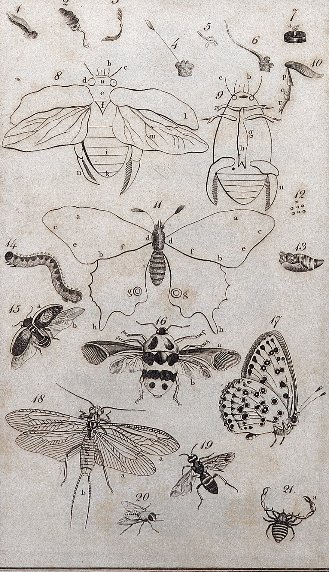 A General System of Nature through the ... Wellcome L0025777