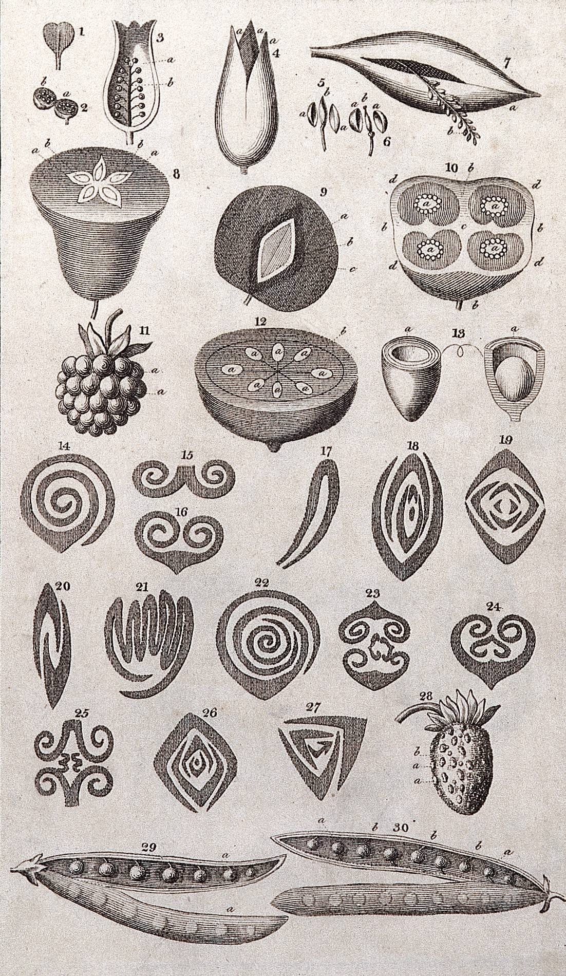 A General System of Nature through the ... Wellcome L0025778