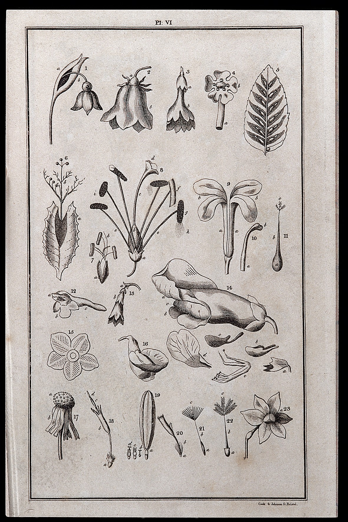 A General System of Nature through the ... Wellcome L0025779