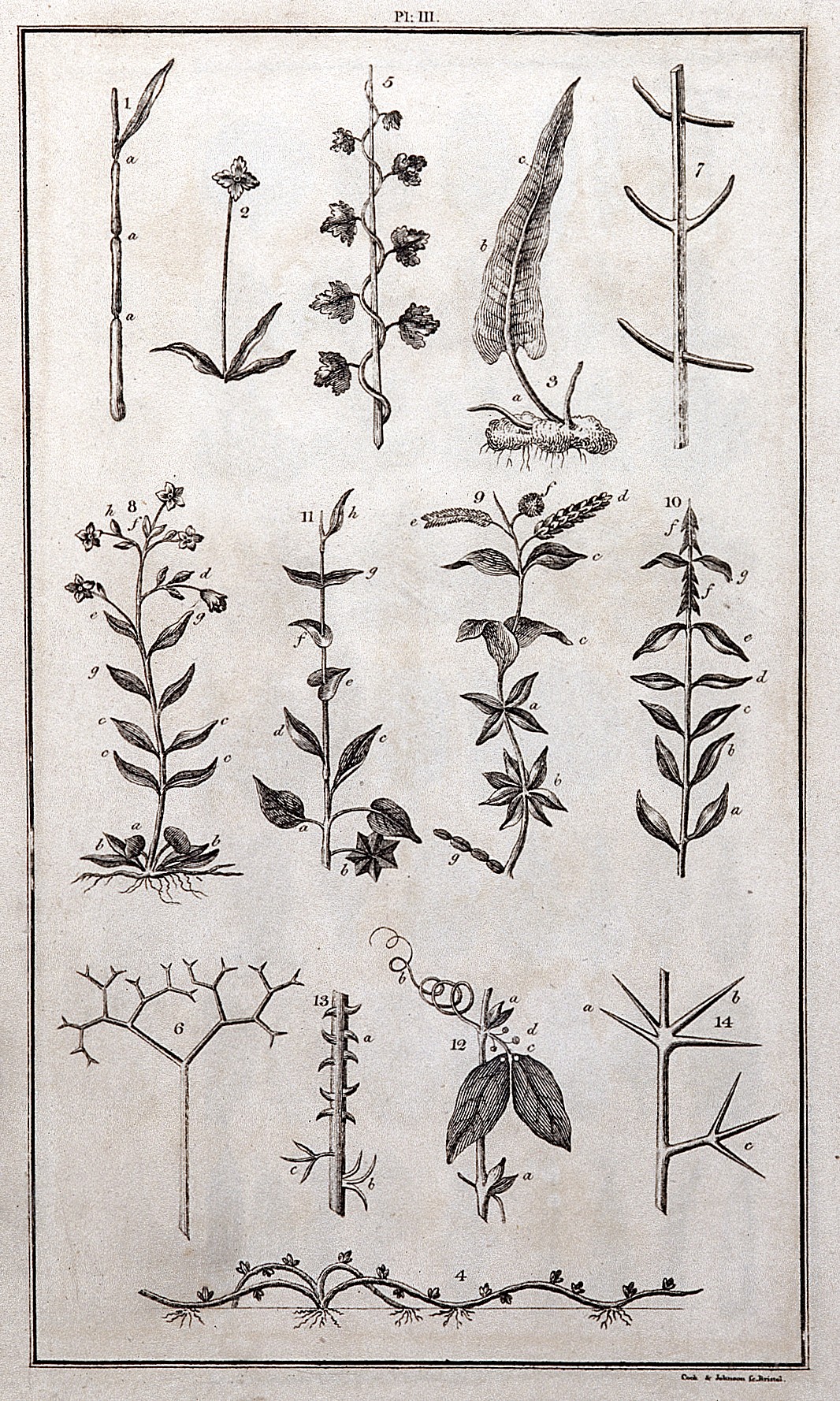 A General System of Nature through the ... Wellcome L0025781